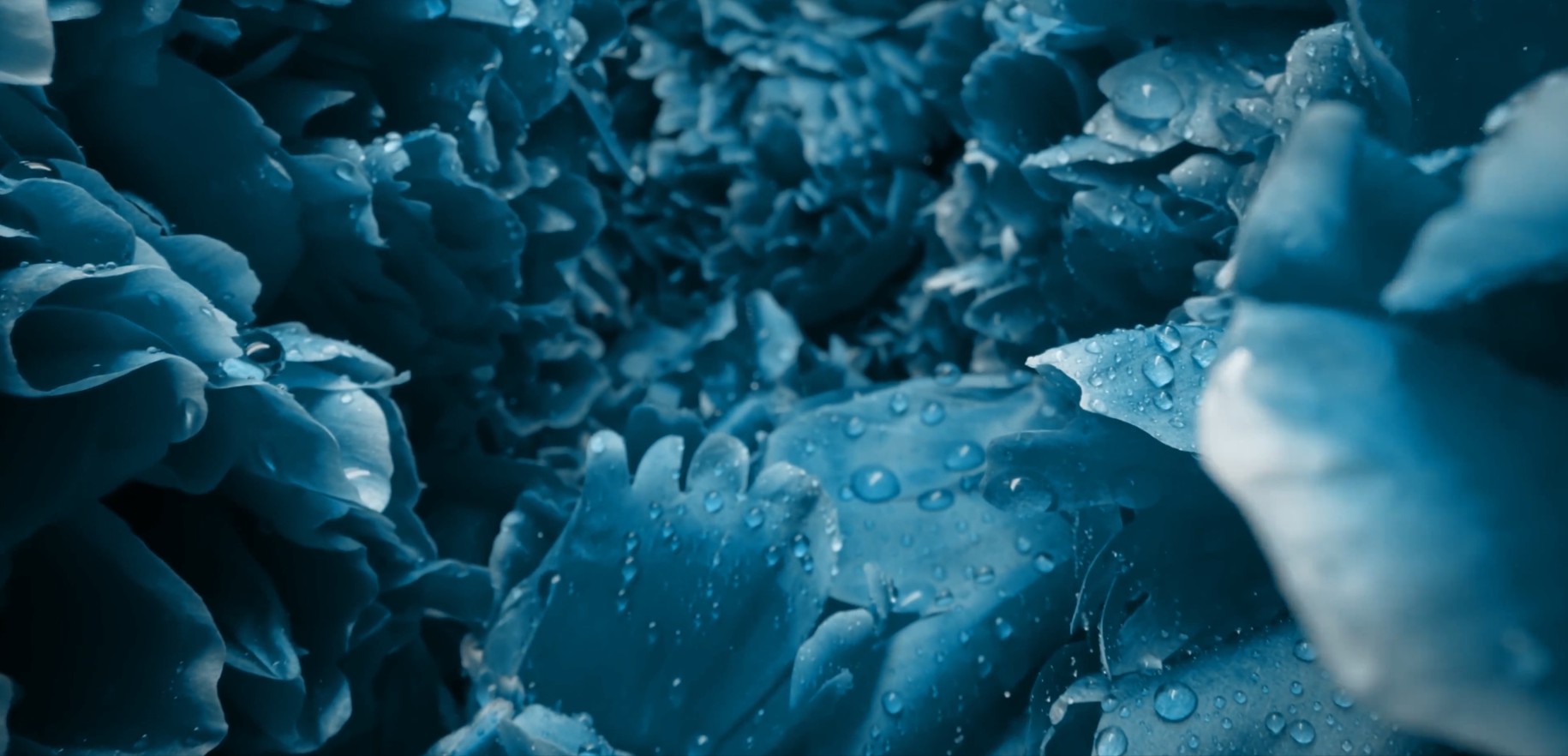 Flores azules en movimiento